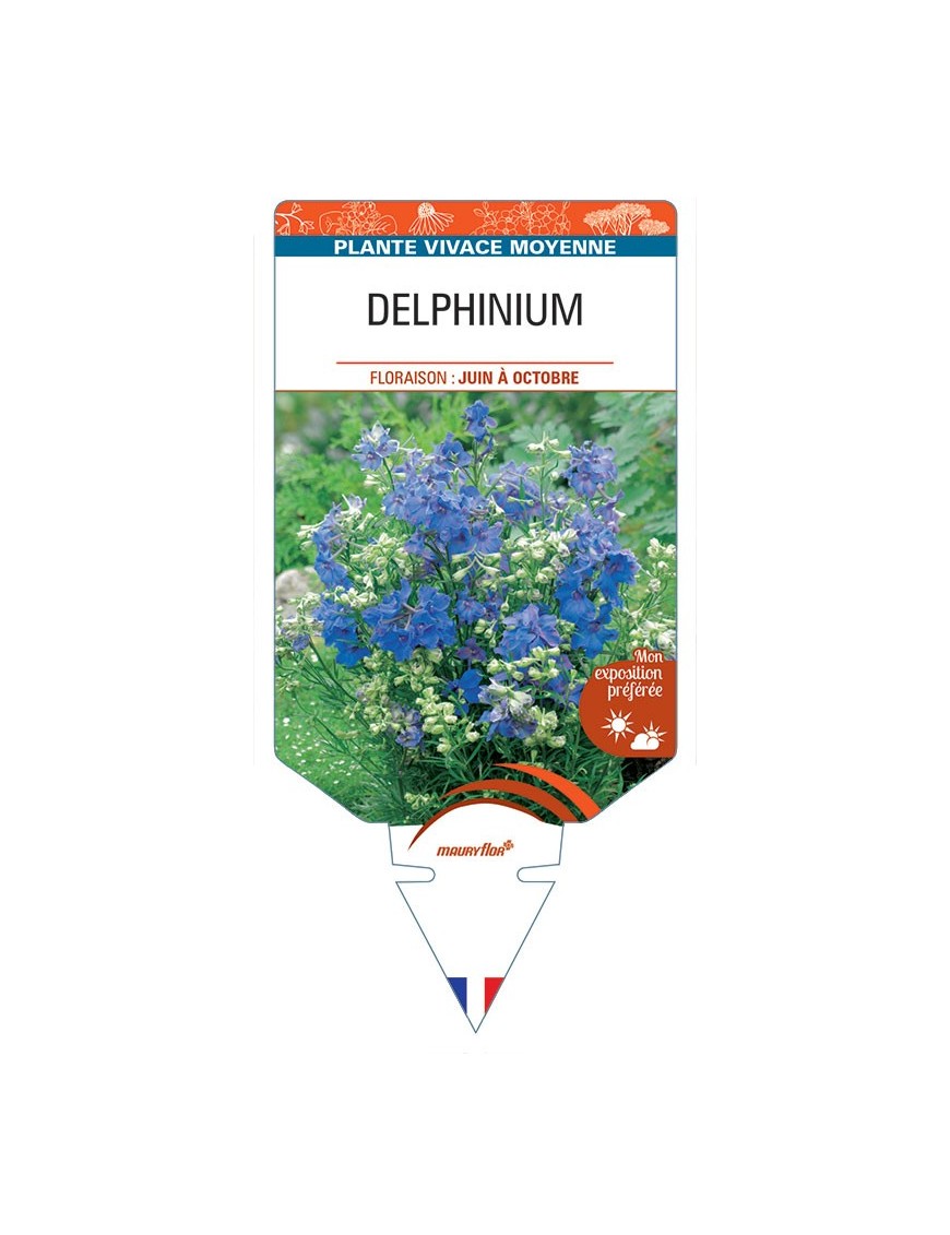 DELPHINIUM (grandiflorum)