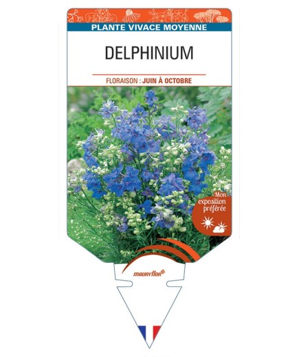 DELPHINIUM (grandiflorum)