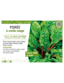 POIRÉE À CARDE ROUGE