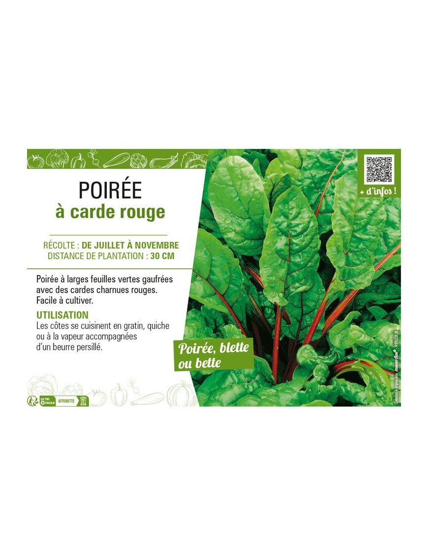 POIRÉE À CARDE ROUGE