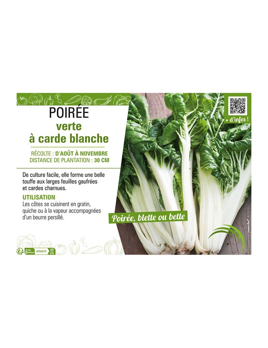 POIRÉE VERTE À CARDE BLANCHE