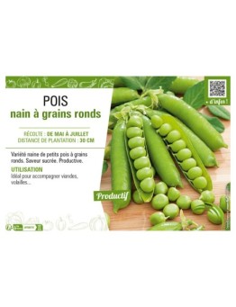 POIS NAIN À GRAINS RONDS