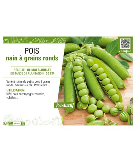 POIS NAIN À GRAINS RONDS