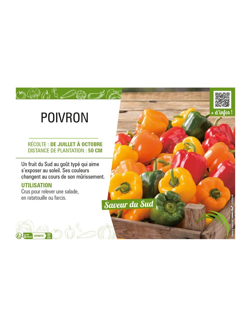 POIVRON (vert et jaune)