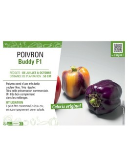 POIVRON BUDDY F1