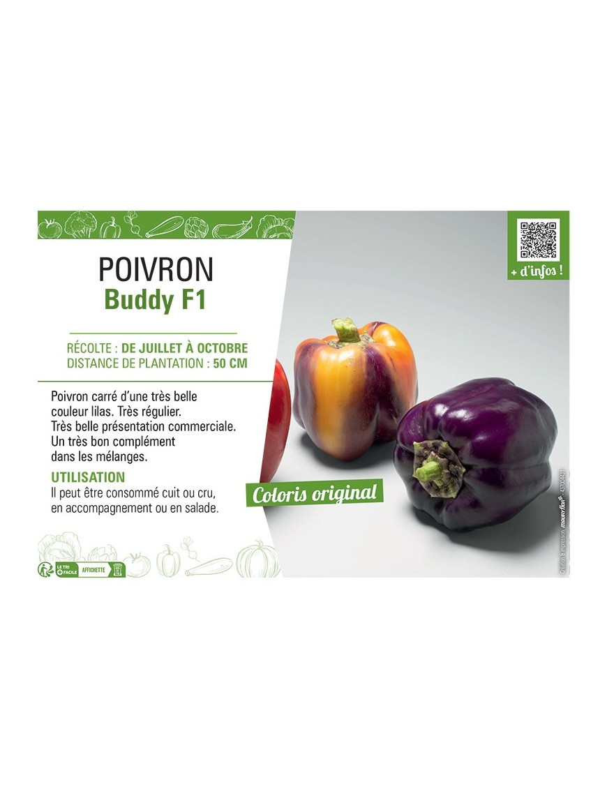 POIVRON BUDDY F1