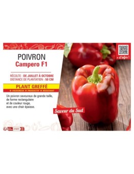 POIVRON CAMPERO F1 Plant greffé