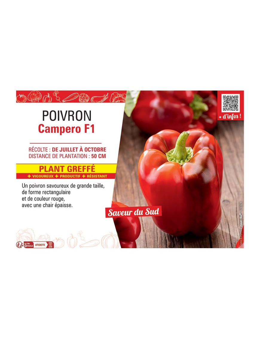 POIVRON CAMPERO F1 Plant greffé