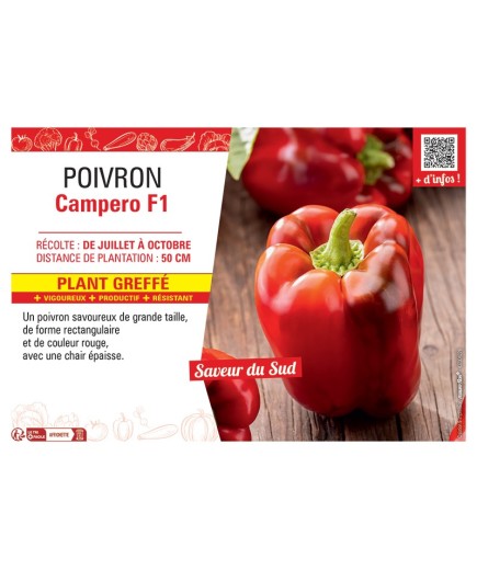 POIVRON CAMPERO F1 Plant greffé
