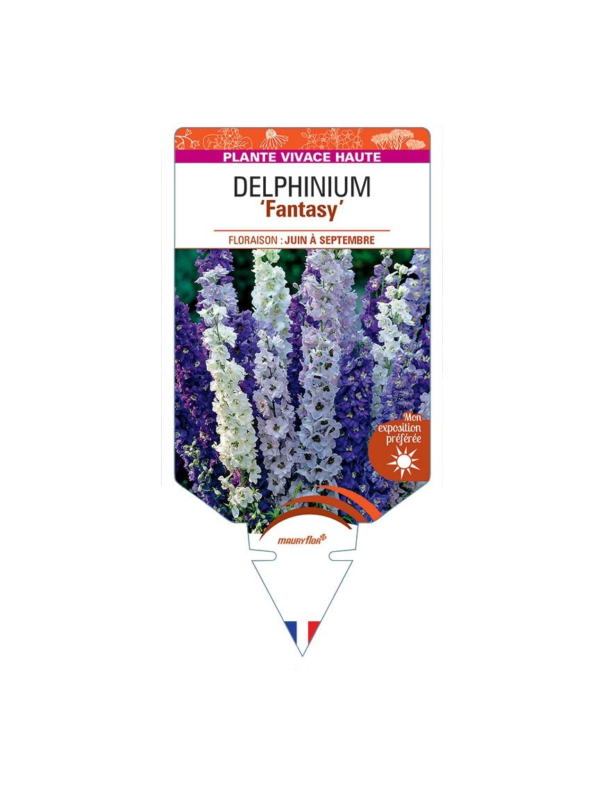 DELPHINIUM Fantasy