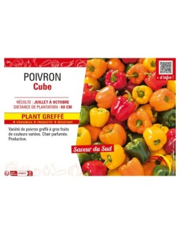 POIVRON CUBE Plant greffé