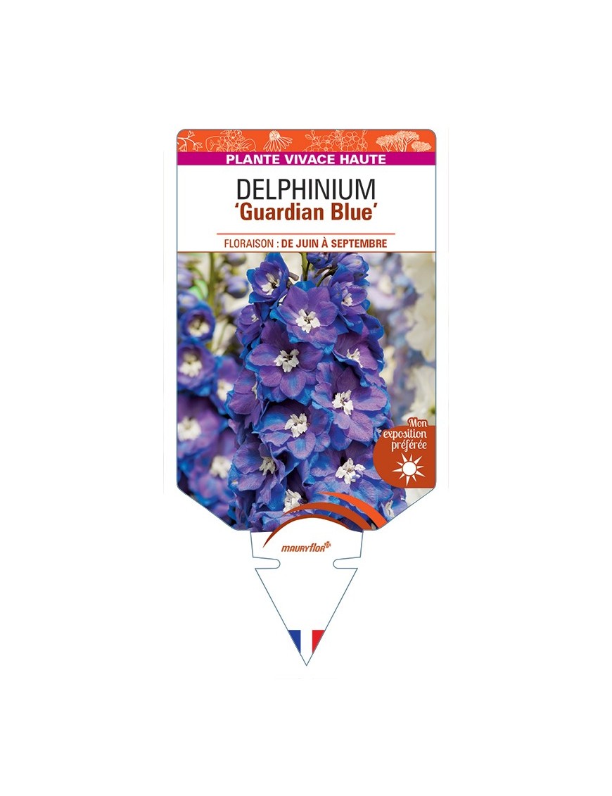 DELPHINIUM Guardian Blue
