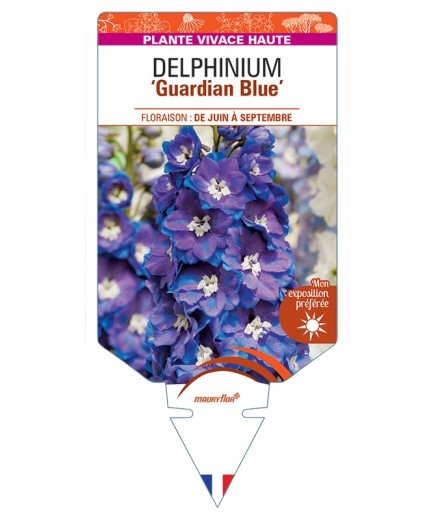DELPHINIUM Guardian Blue