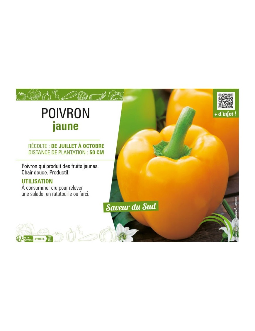 POIVRON JAUNE