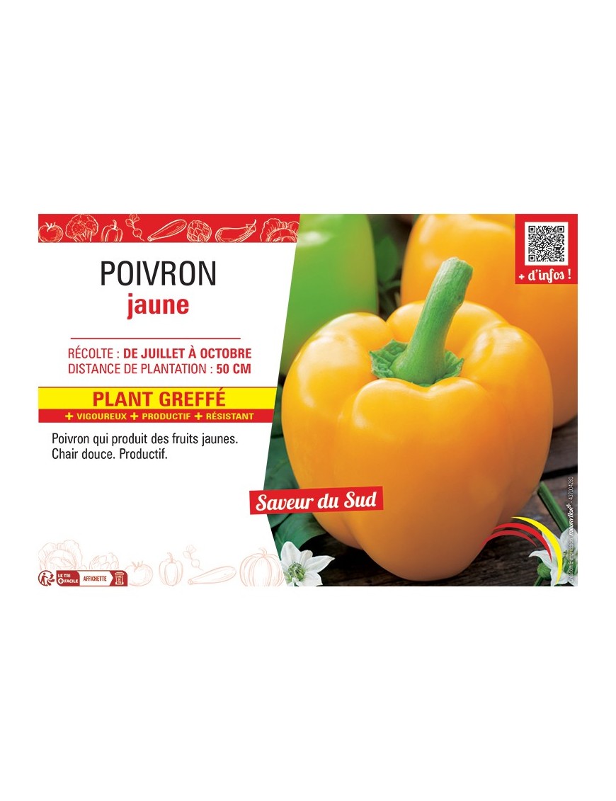 POIVRON JAUNE Plant greffé