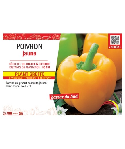 POIVRON JAUNE Plant greffé