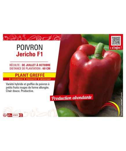 POIVRON JERICHO F1 Plant greffé