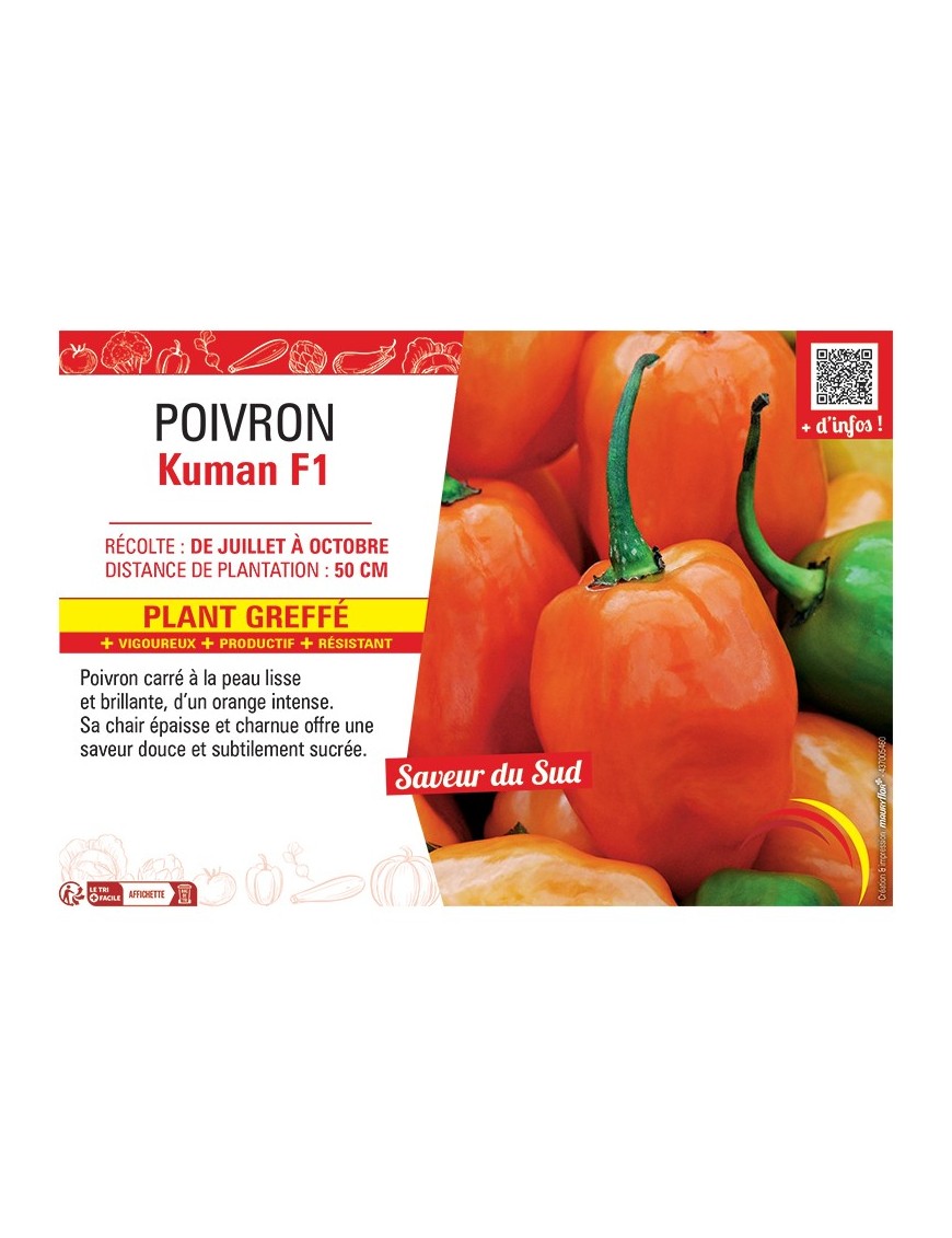 POIVRON  KUMAN F1 Plant greffé