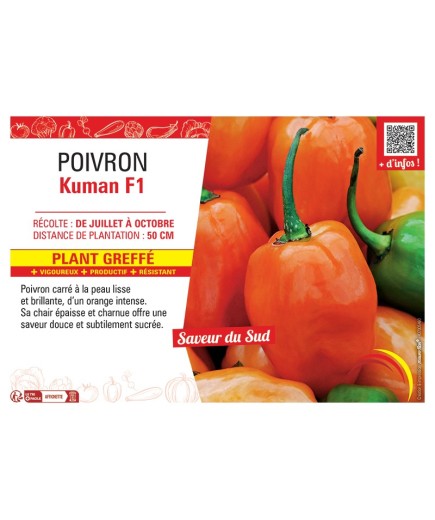 POIVRON  KUMAN F1 Plant greffé