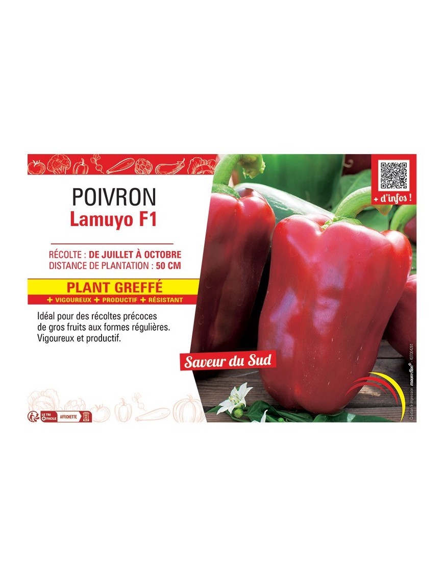 POIVRON LAMUYO F1 Plant greffé