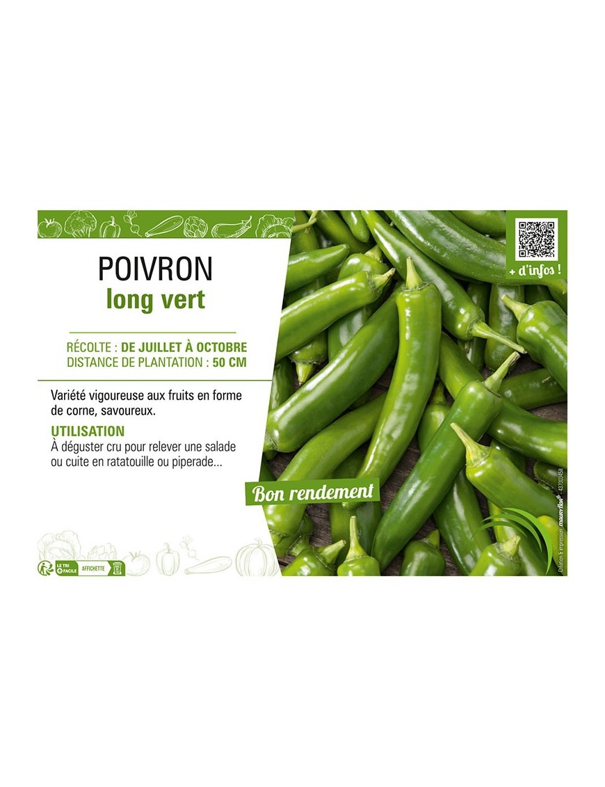 POIVRON LONG VERT