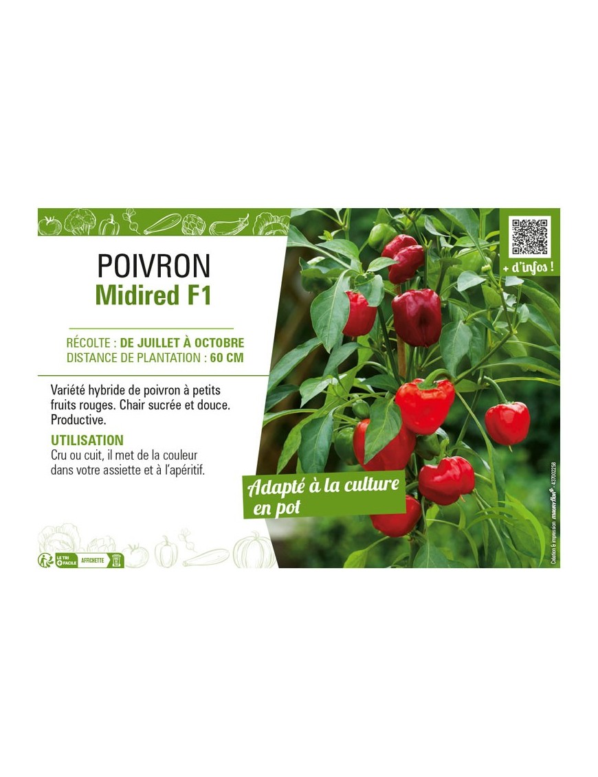POIVRON MIDIRED F1