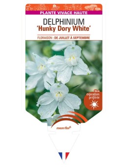 DELPHINIUM Hunky Dory White