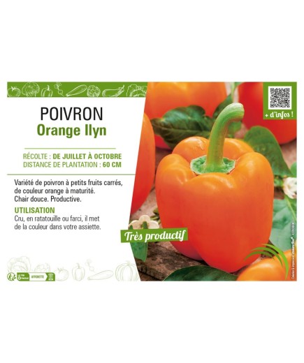 POIVRON ORANGE ILYN