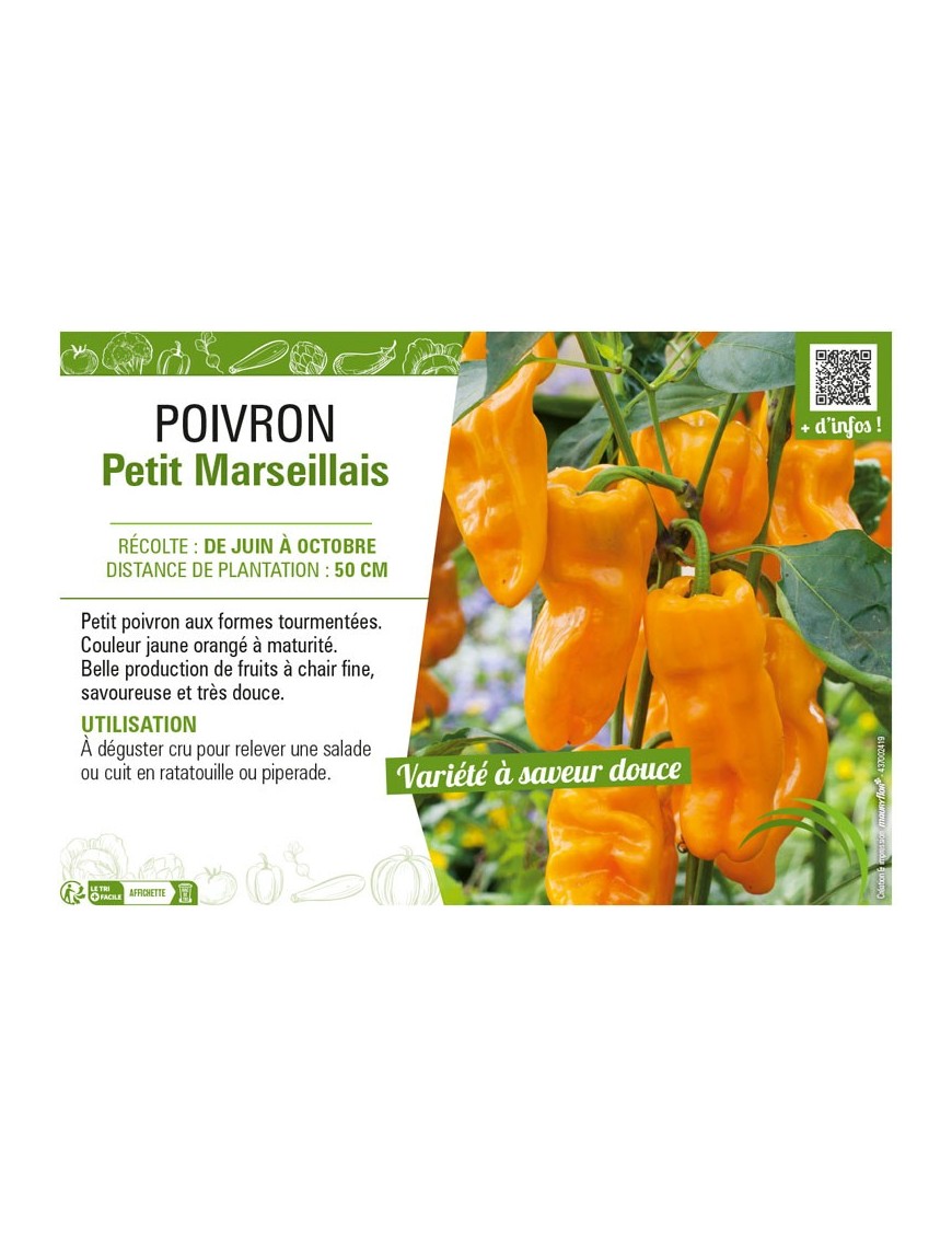 POIVRON PETIT MARSEILLAIS