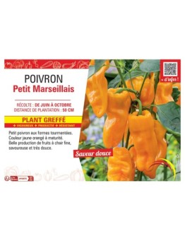POIVRON PETIT MARSEILLAIS Plant greffé