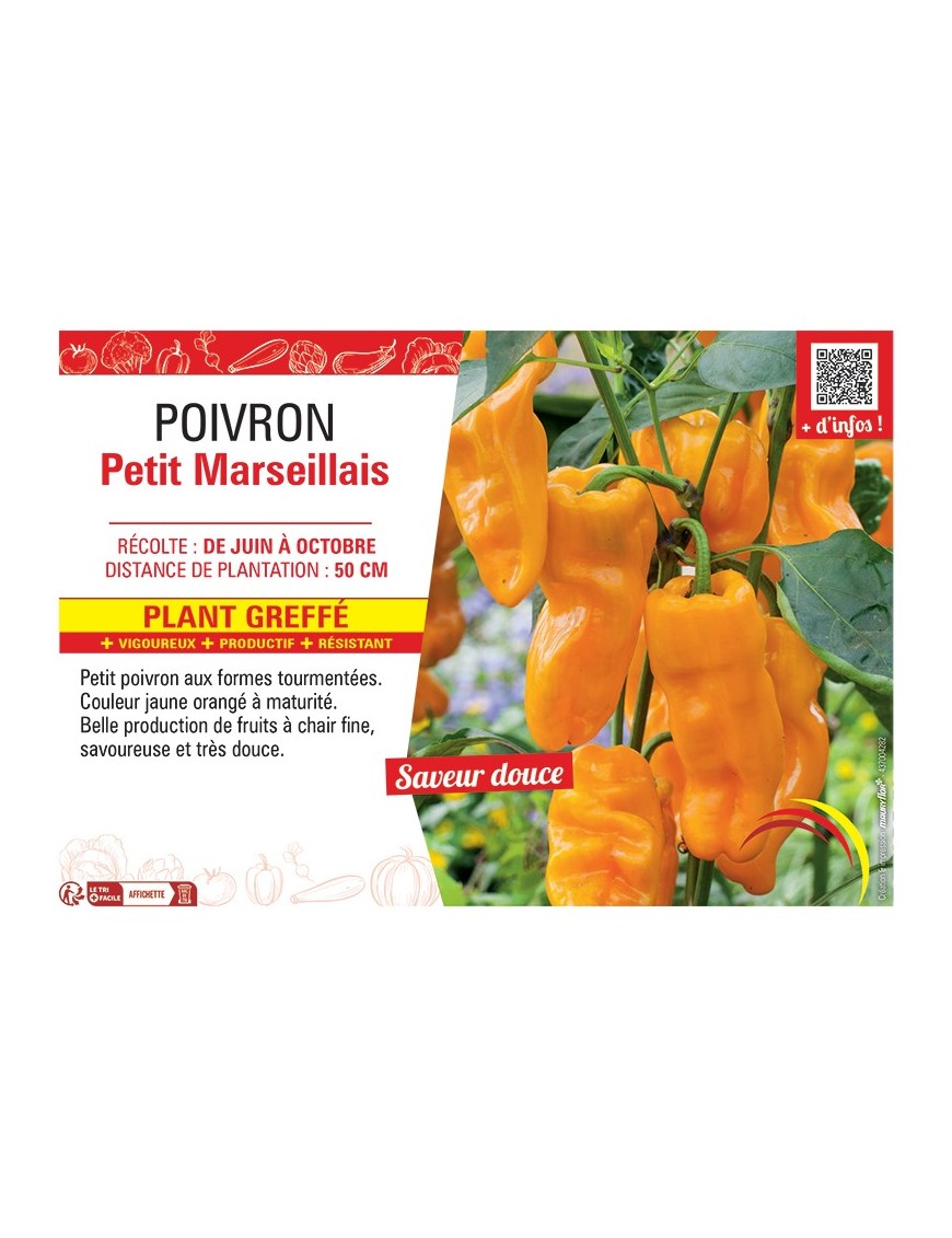 POIVRON PETIT MARSEILLAIS Plant greffé