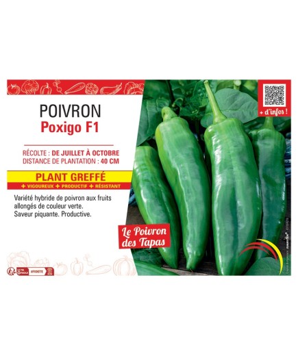 POIVRON POXIGO F1 Plant greffé
