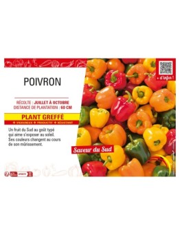 POIVRON Plant greffé