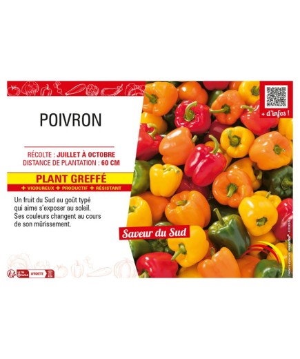 POIVRON Plant greffé