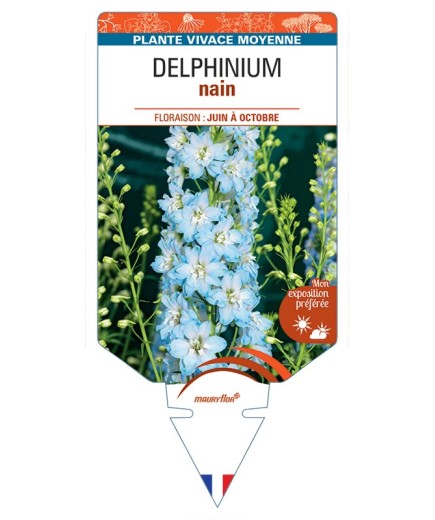 DELPHINIUM nain (bleu clair à cœur blanc)