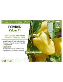 POIVRON VALDOR F1