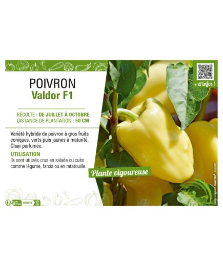 POIVRON VALDOR F1