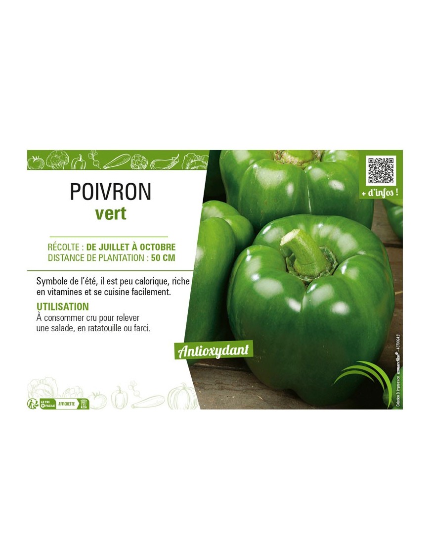 POIVRON VERT