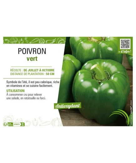 POIVRON VERT