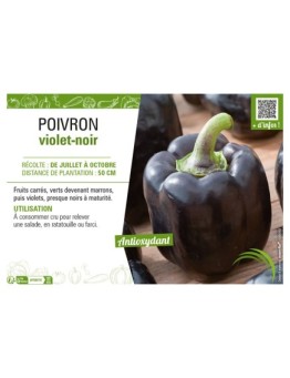 POIVRON VIOLET-NOIR