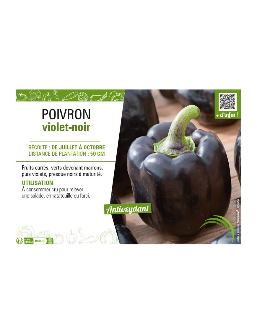 POIVRON VIOLET-NOIR