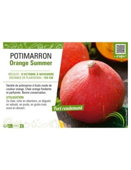 POTIMARRON ORANGE SUMMER