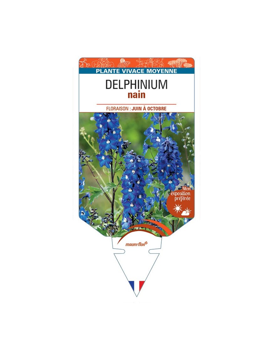 DELPHINIUM nain (bleu foncé à cœur blanc)