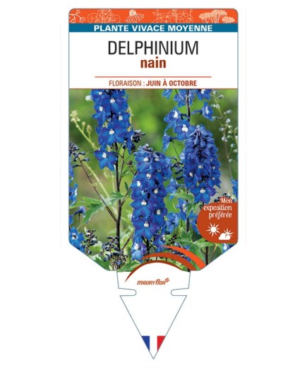 DELPHINIUM nain (bleu foncé à cœur blanc)