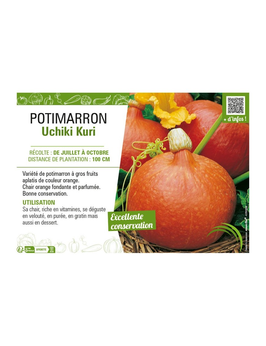 POTIMARRON UCHIKI KURI