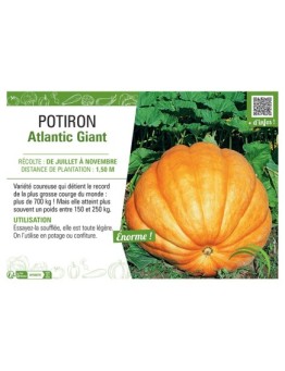 POTIRON ATLANTIC GIANT