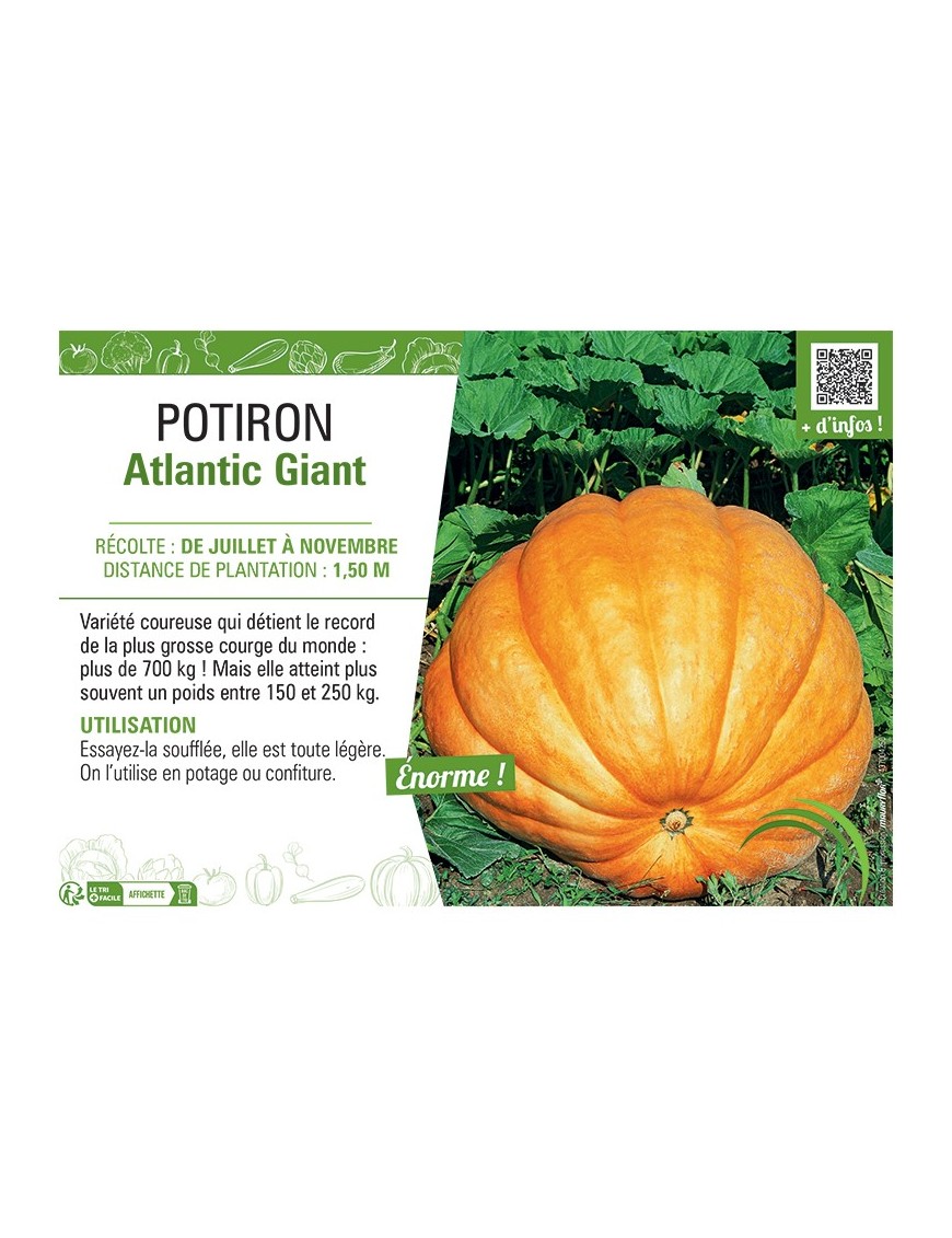 POTIRON ATLANTIC GIANT