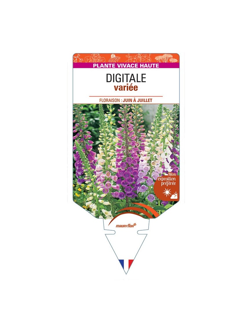 DIGITALIS purpurea voir DIGITALE variée *