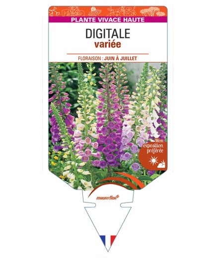 DIGITALIS purpurea voir DIGITALE variée *