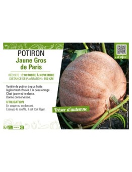 POTIRON JAUNE GROS DE PARIS
